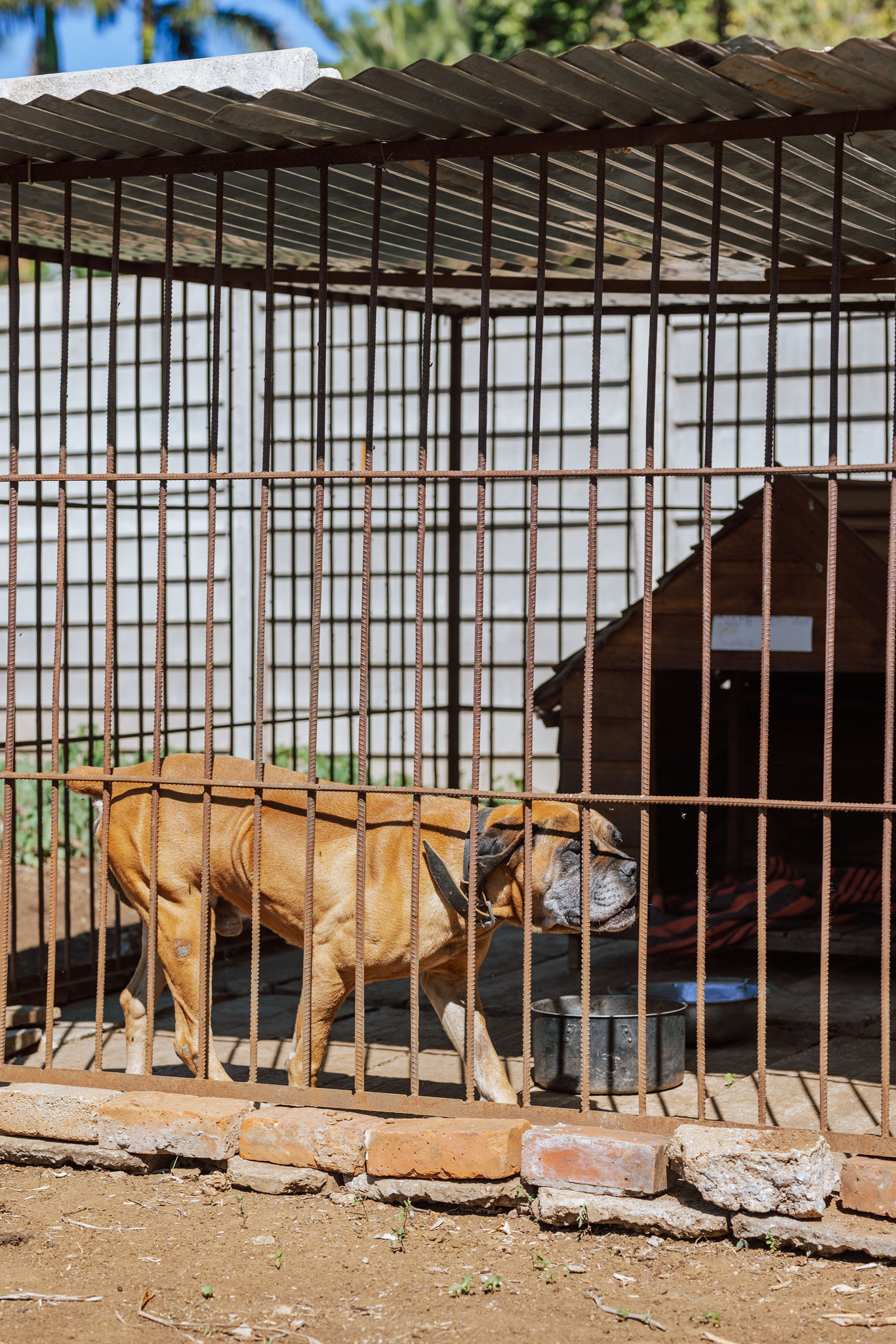 Secure Guard Dog Facilities